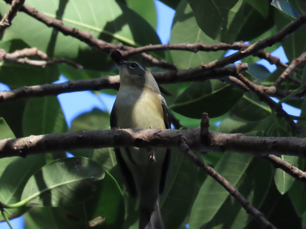 Black-throated Blue Warbler - ML625634124