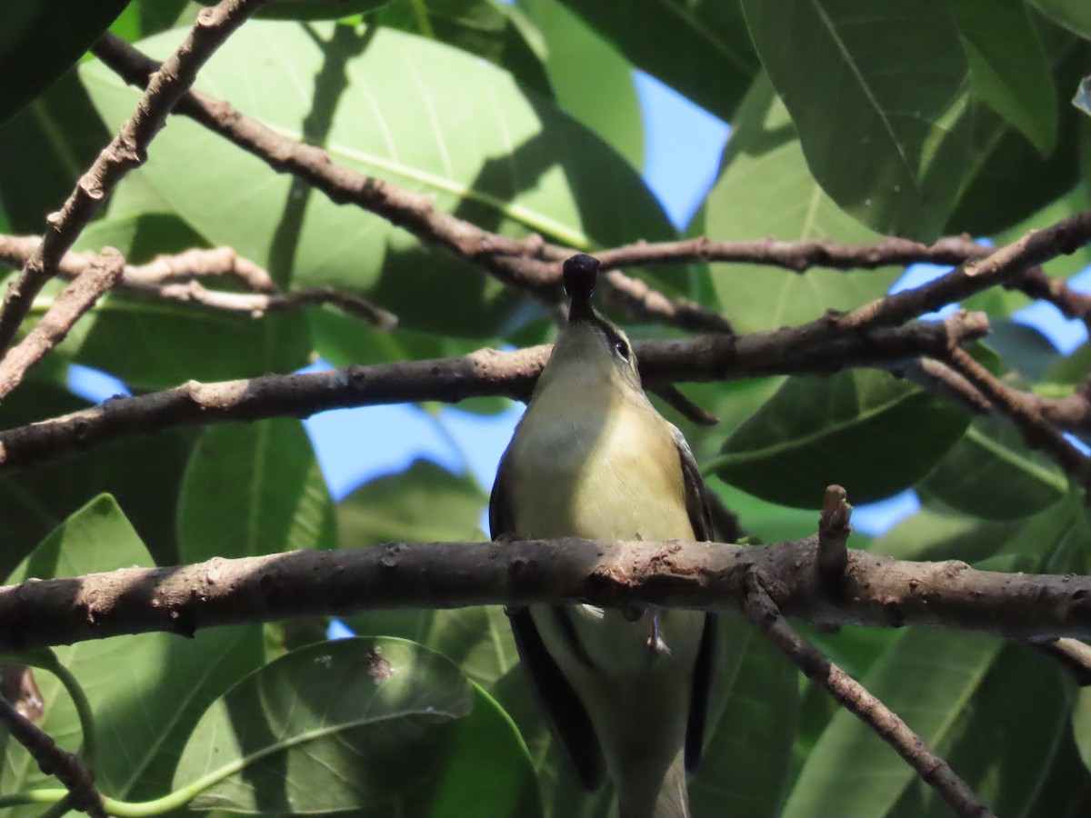Black-throated Blue Warbler - ML625634125