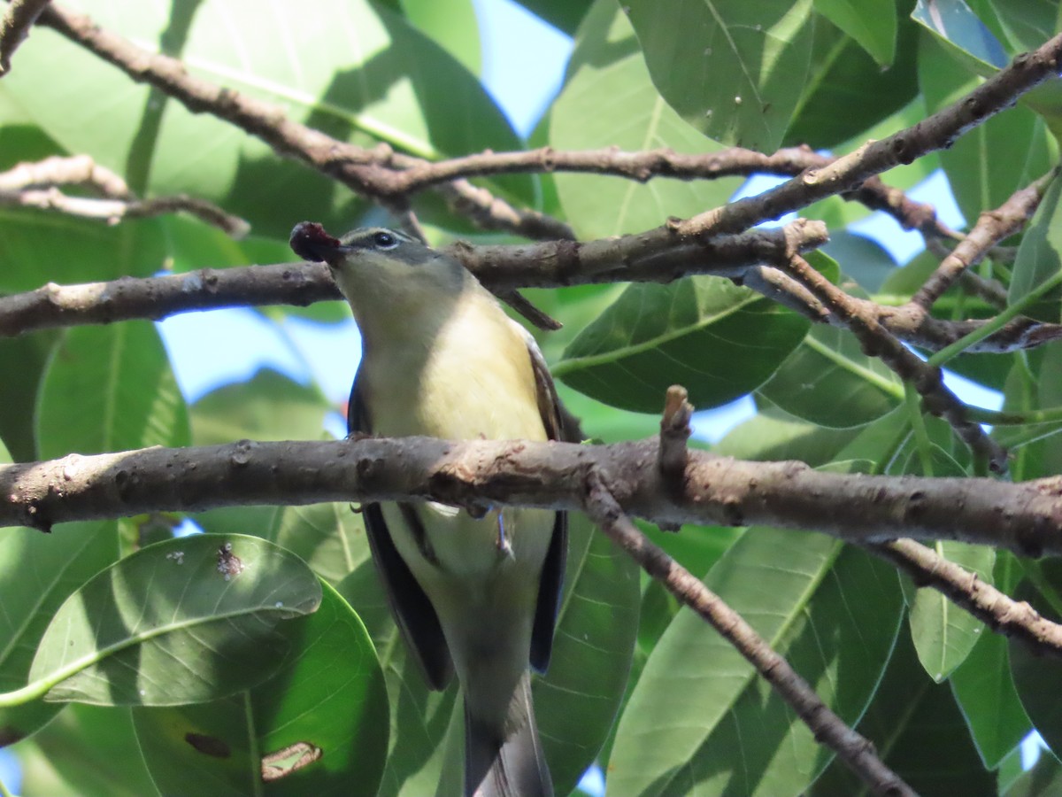 Black-throated Blue Warbler - ML625634126