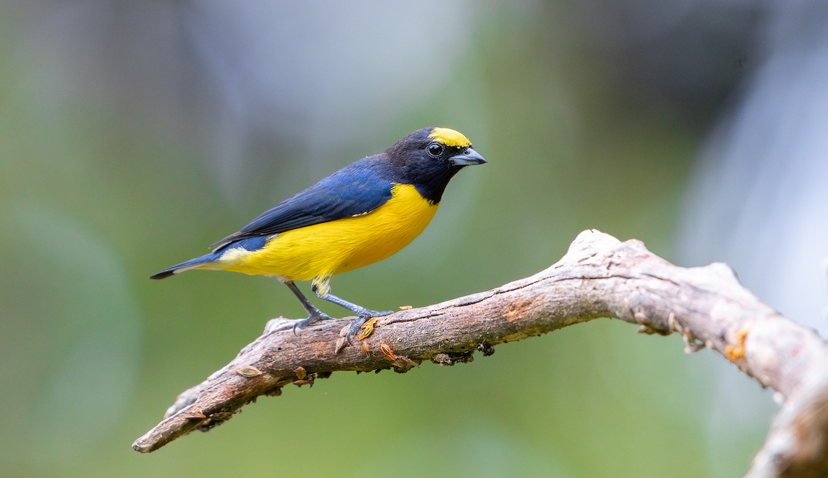 Purple-throated Euphonia - ML625634135