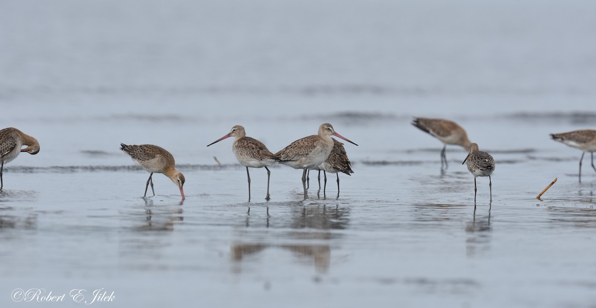 黑尾鷸 - ML625634155