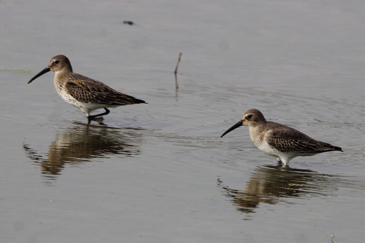 Dunlin - Dave Brown