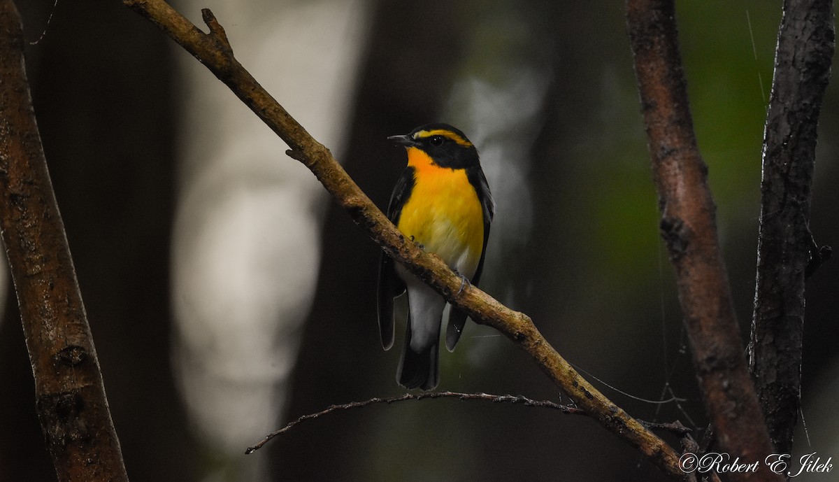 黃眉黃鶲 - ML625634221