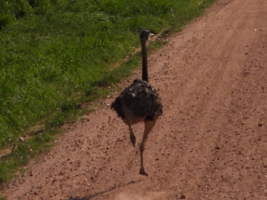 Greater Rhea - Duston Larsen