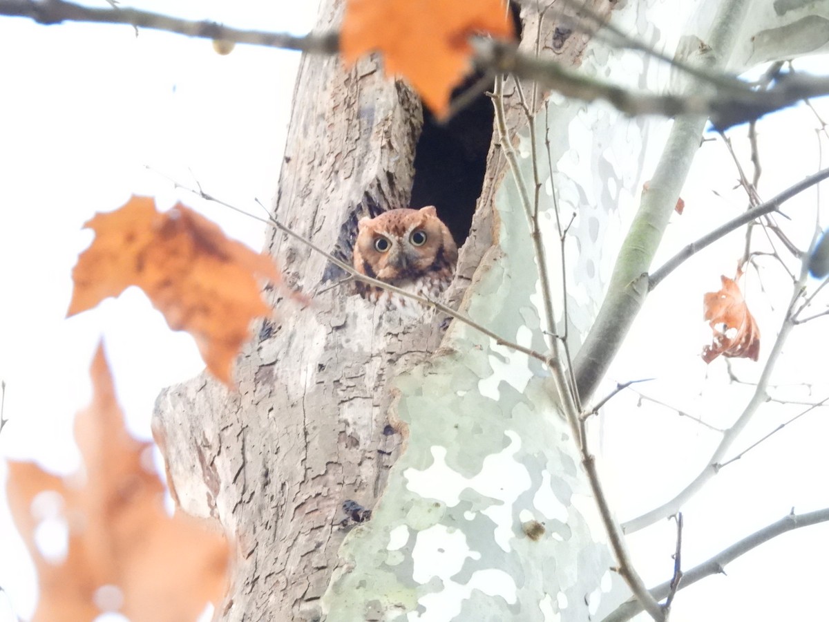 Eastern Screech-Owl - ML625634234