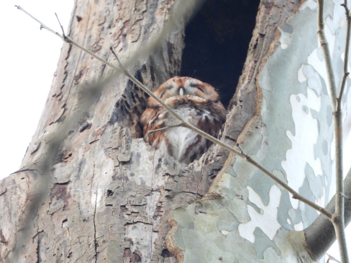 Eastern Screech-Owl - ML625634235