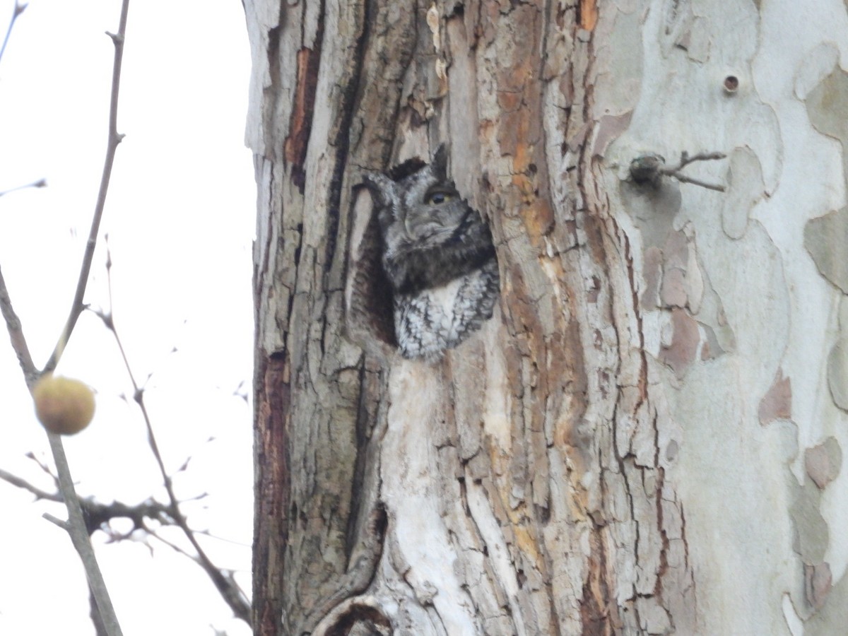 Eastern Screech-Owl - ML625634236