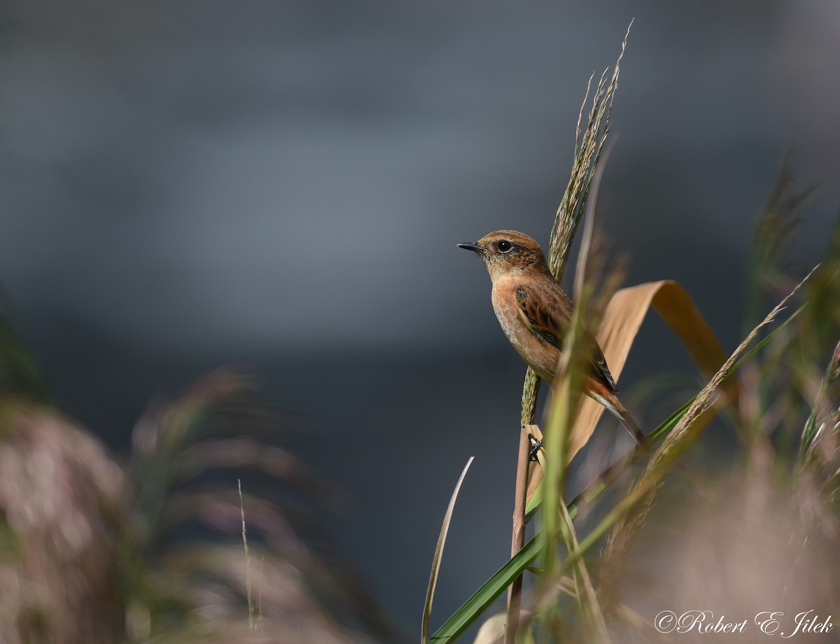 黑喉鴝 - ML625634257