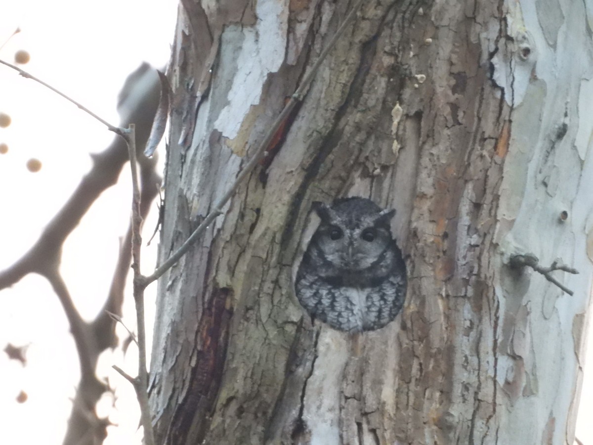 Eastern Screech-Owl - ML625634285