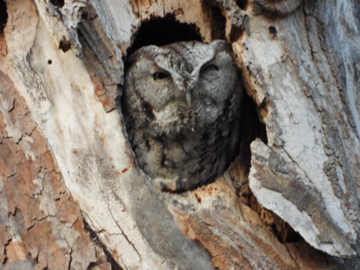 Eastern Screech-Owl - ML625634286