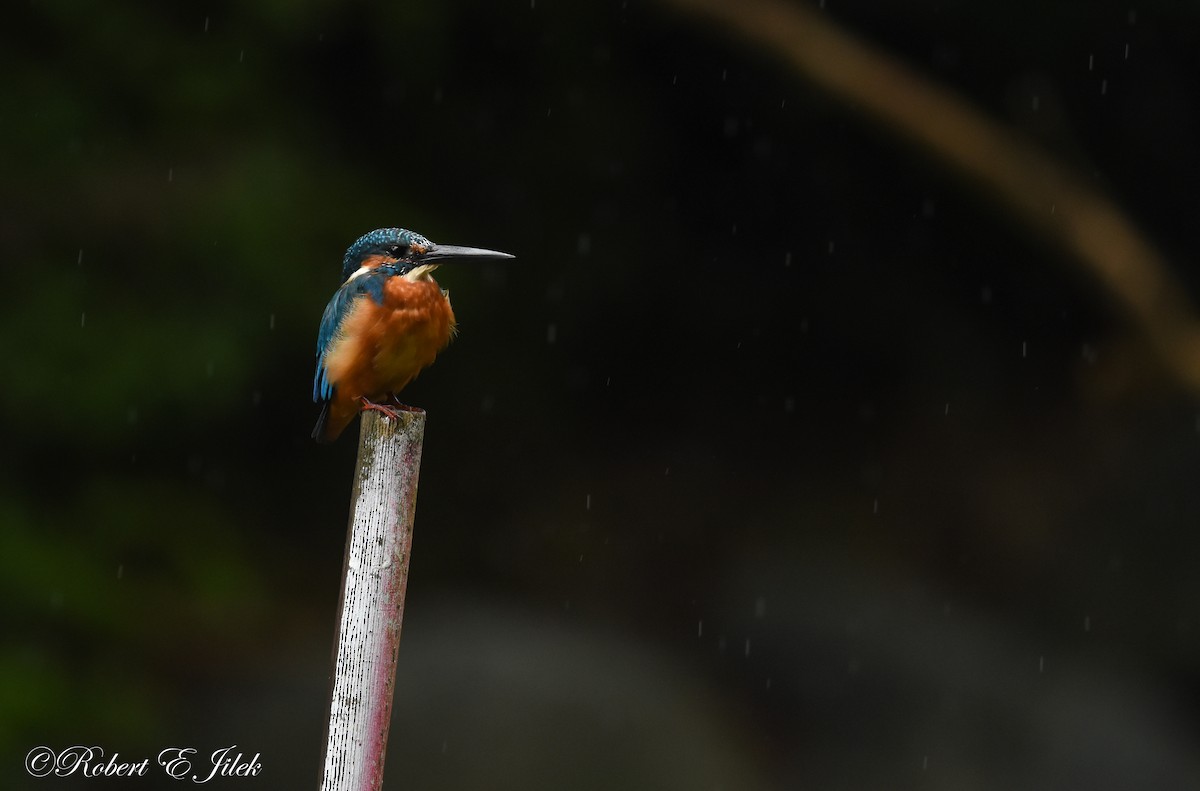 翠鳥 - ML625634316