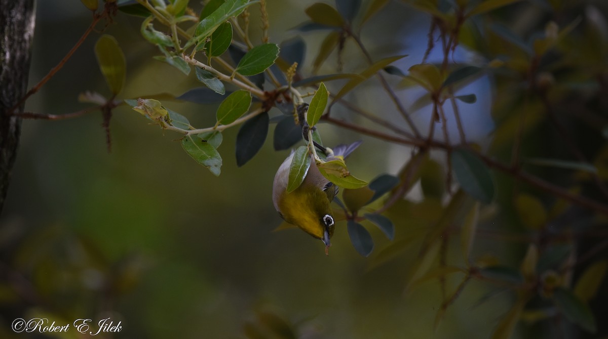 日菲繡眼 - ML625634347