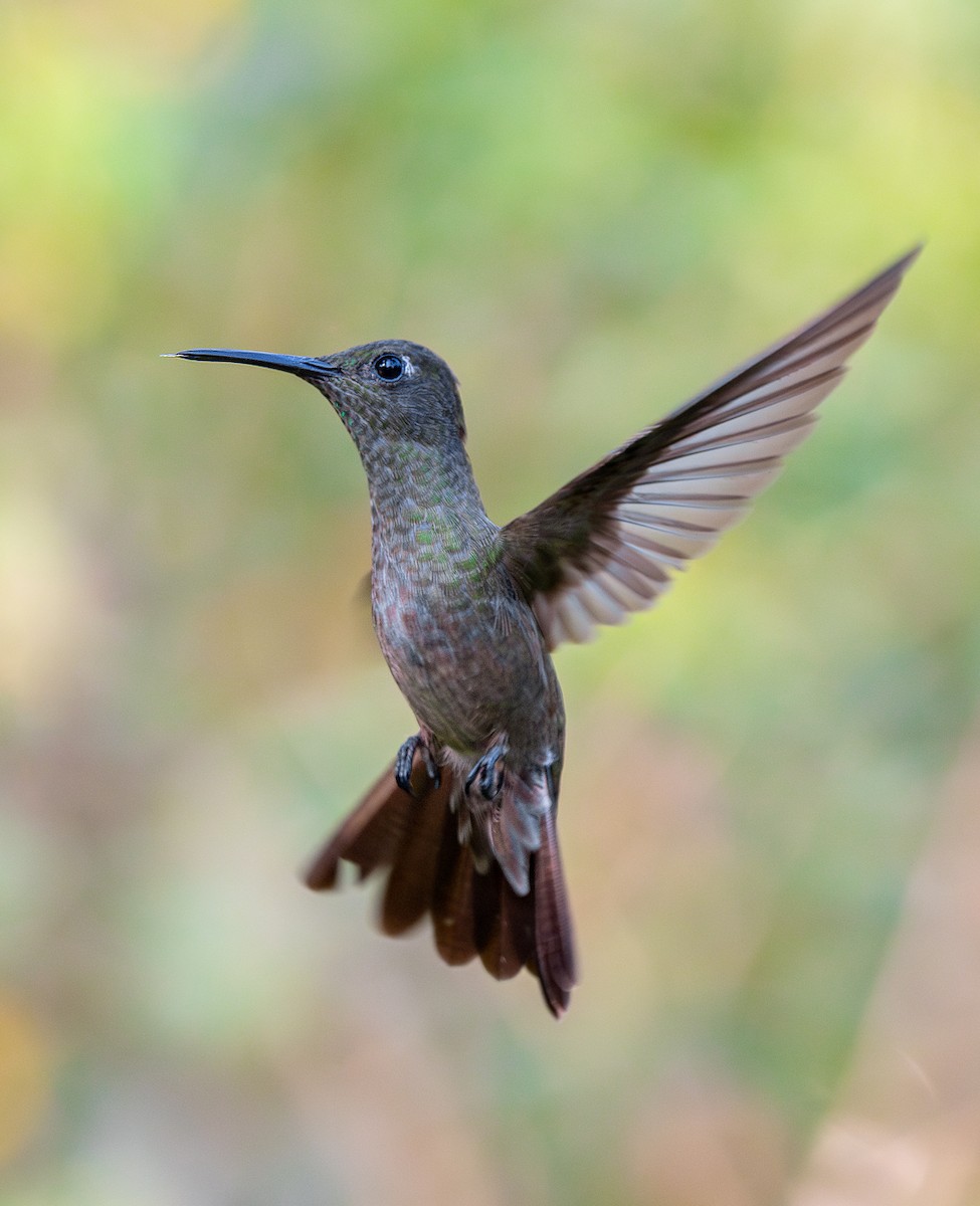 Sombre Hummingbird - ML625634387