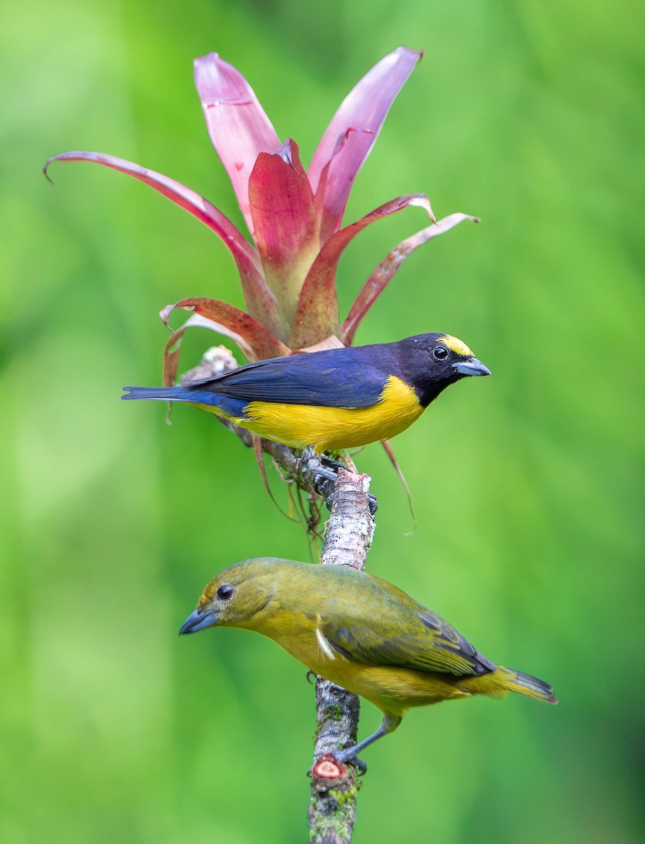 Purple-throated Euphonia - ML625634434