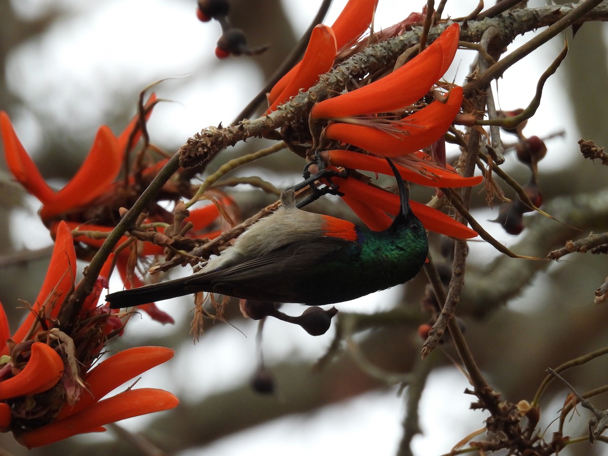 Greater Double-collared Sunbird - ML625634605