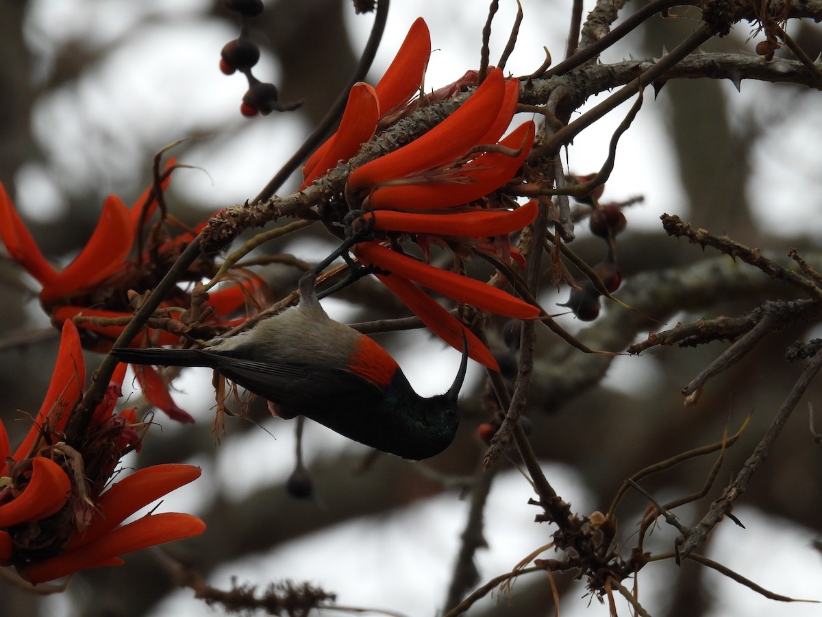 Greater Double-collared Sunbird - ML625634636