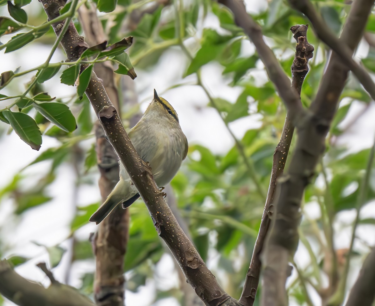 Pallas's Leaf Warbler - jimmy Yao