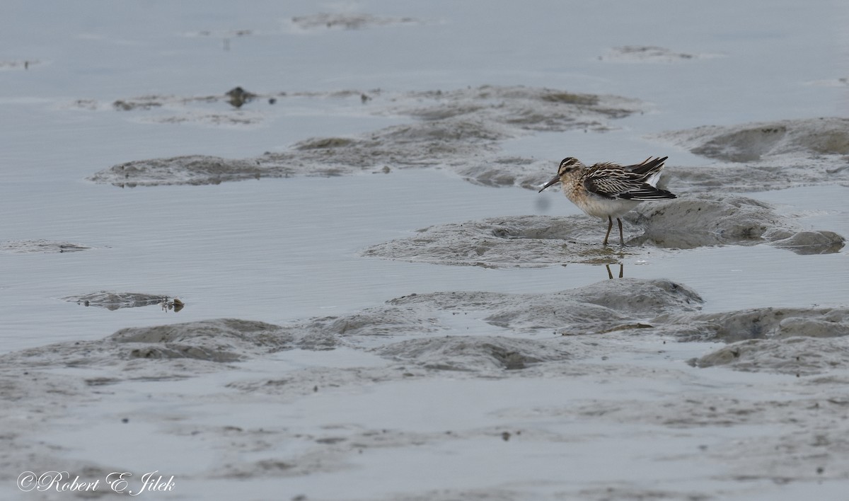 寬嘴鷸 - ML625634712