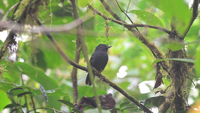Bicolored Antvireo - ML625634781