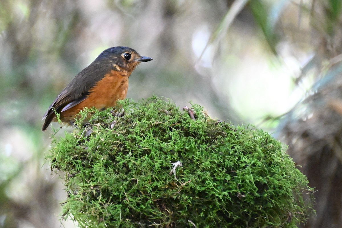 Slate-crowned Antpitta (Slate-crowned) - ML625634887