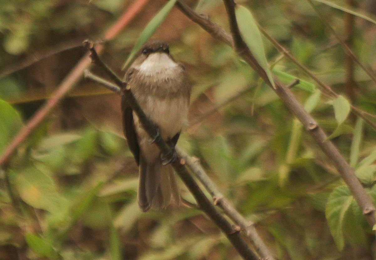 Swamp Flycatcher - ML625634899