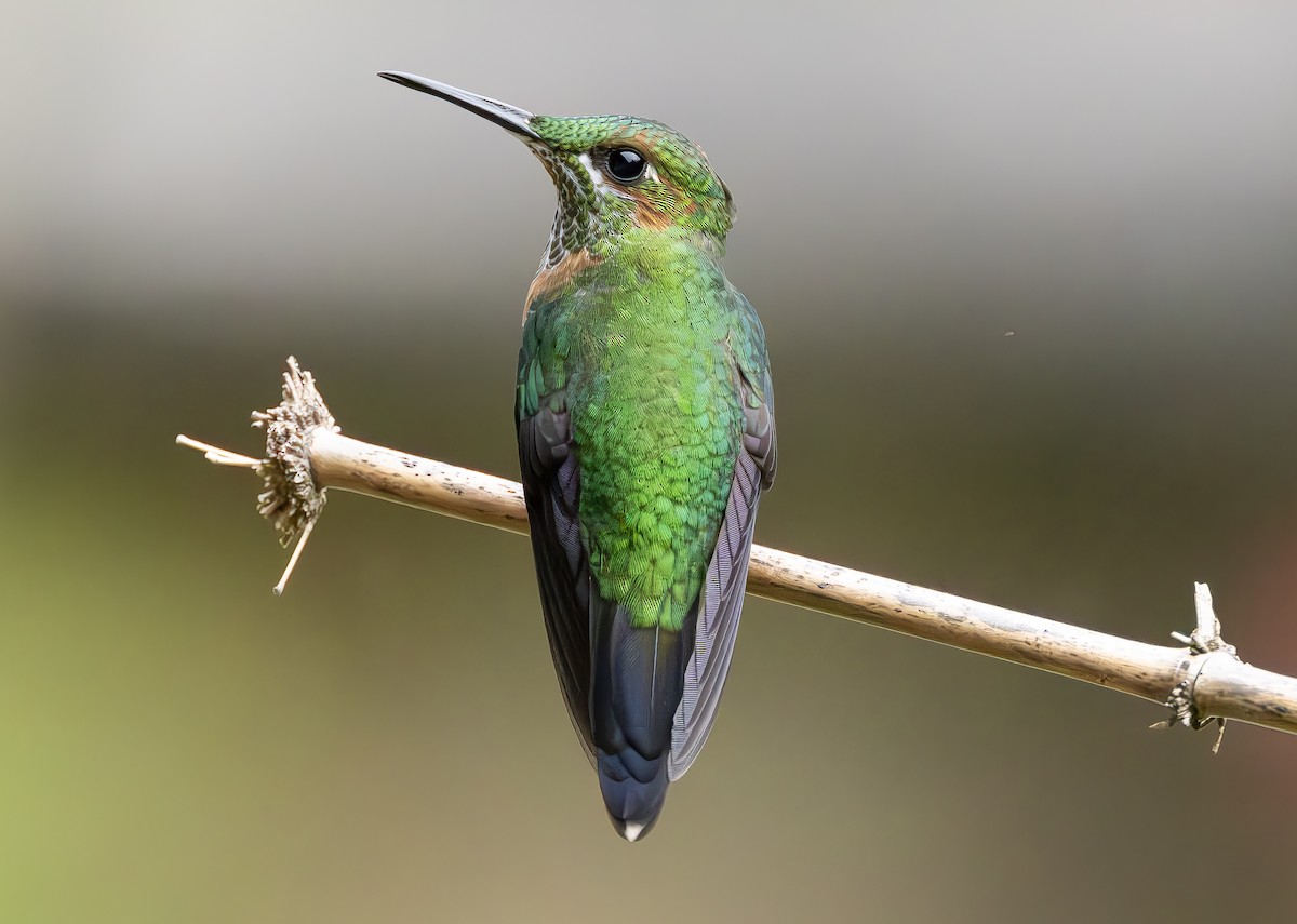 Green-crowned Brilliant - Peter Kondrashov