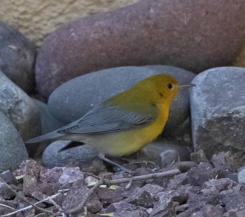 Prothonotary Warbler - ML625634925