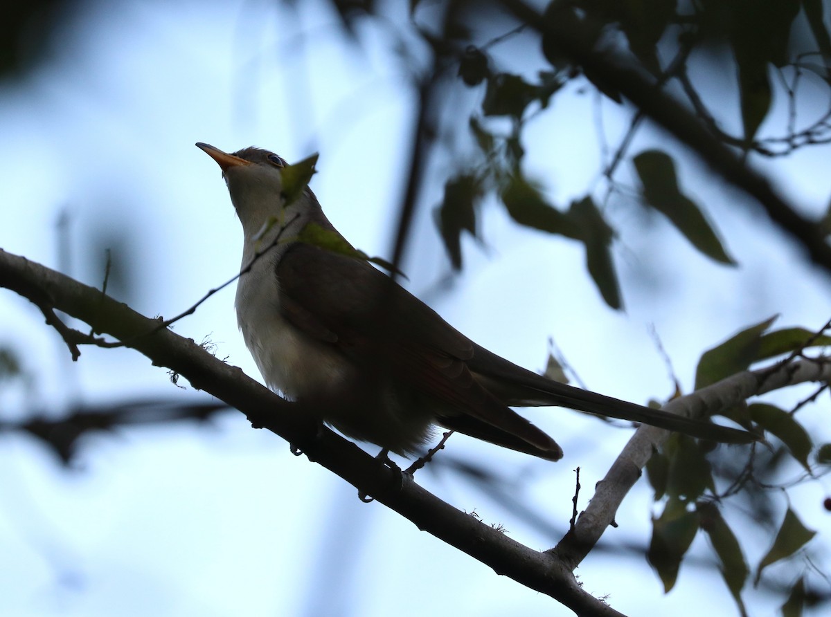 Yellow-billed Cuckoo - adam zions