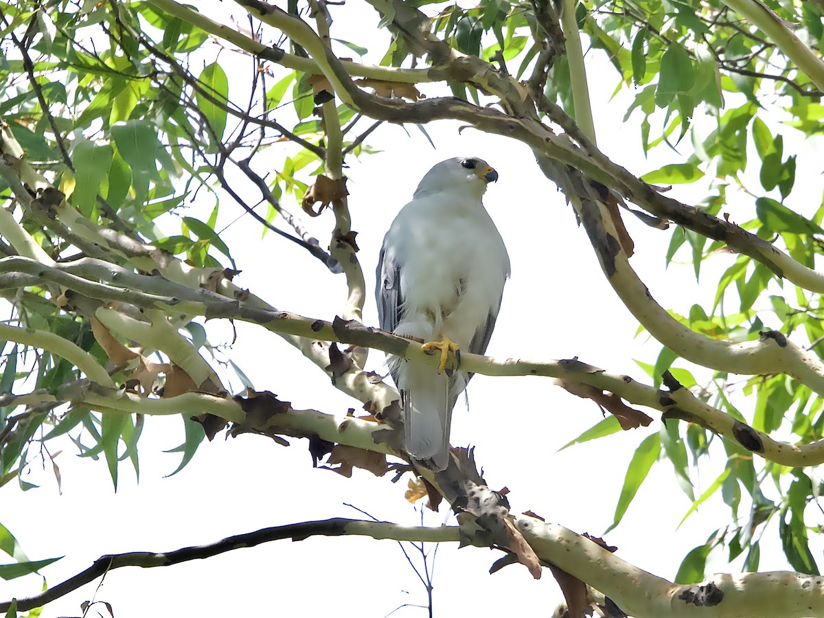 Gray Goshawk - Allan Johns