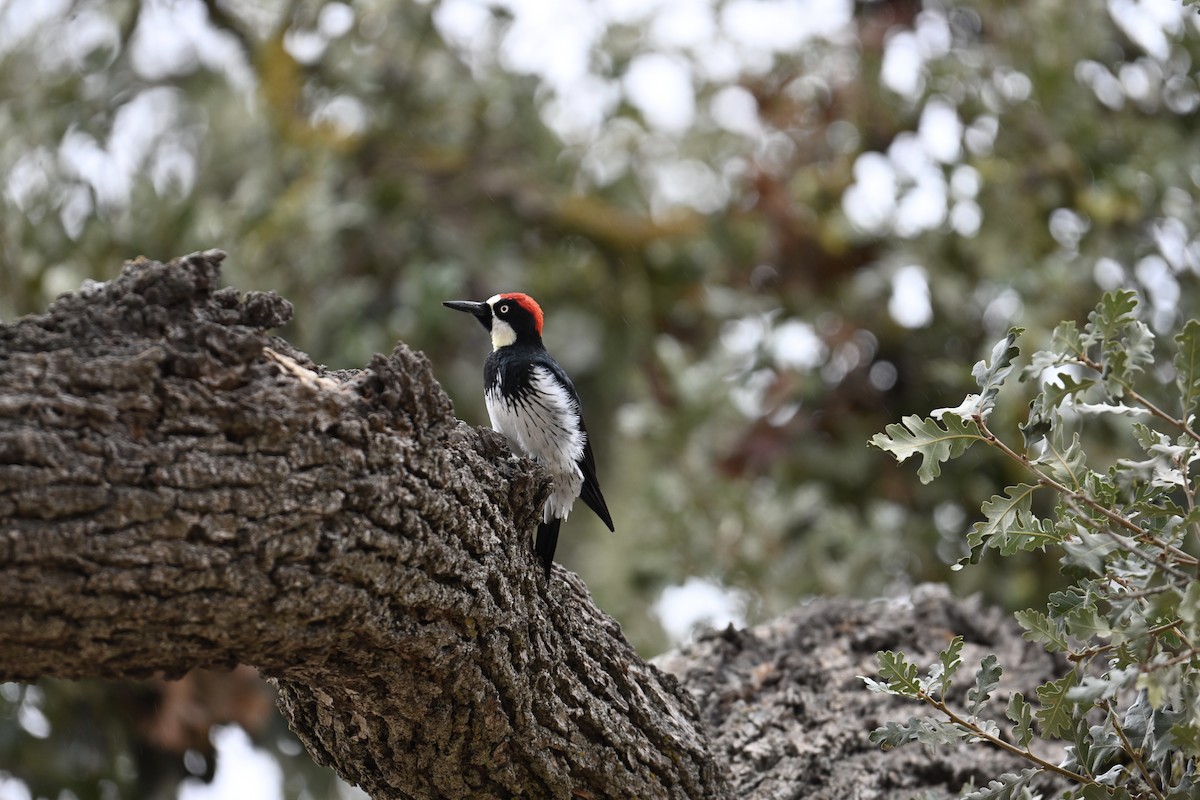 Acorn Woodpecker - Gary Stewart