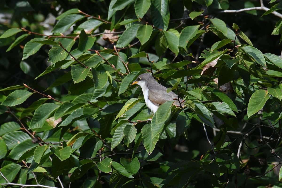 Yellow-billed Cuckoo - Kyle Gardiner