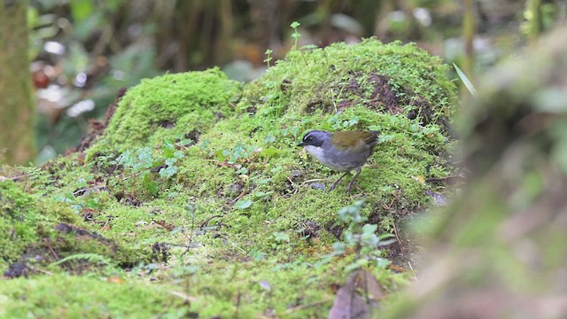 Gray-browed Brushfinch - ML625635495