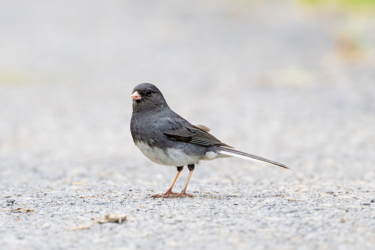 Dark-eyed Junco - ML625635545