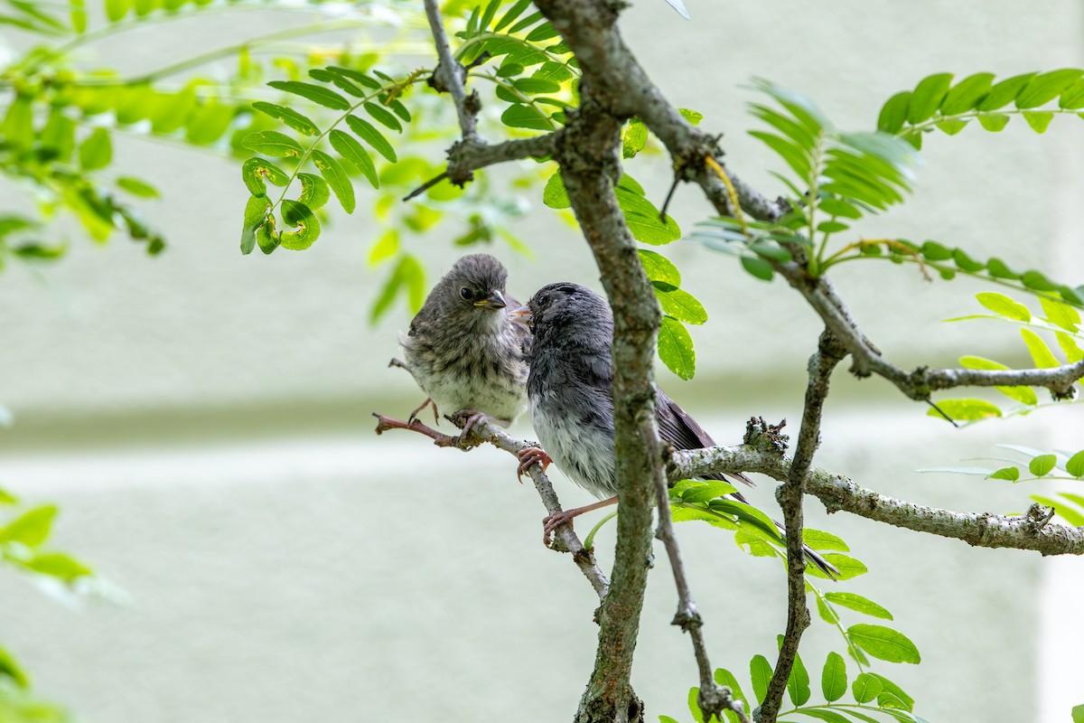 Dark-eyed Junco - ML625635546