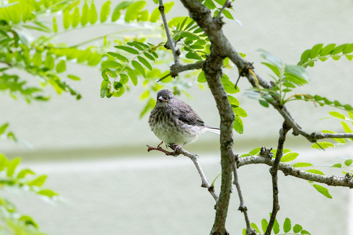 Dark-eyed Junco - ML625635547