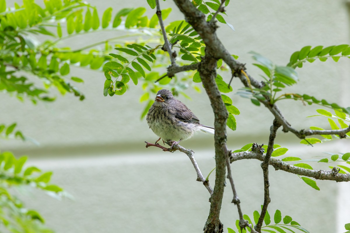 Dark-eyed Junco - ML625635548