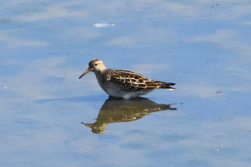 Pectoral Sandpiper - Dave DeReamus