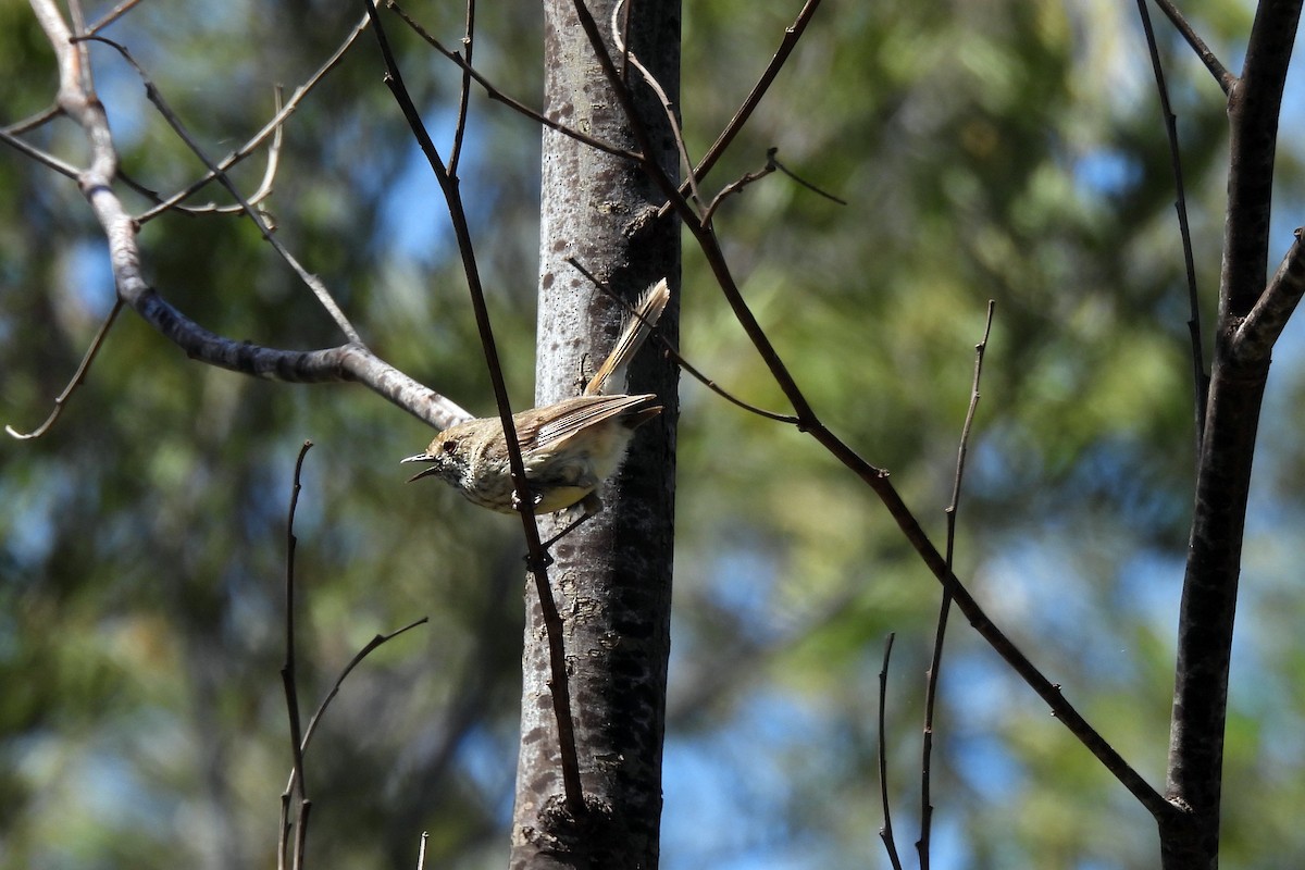 Brown Thornbill - B Jenkins