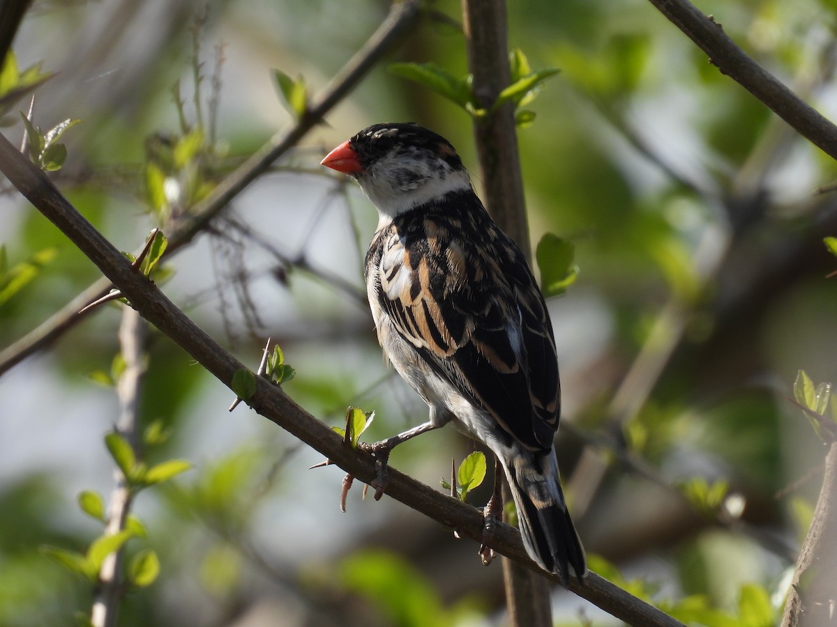 Pin-tailed Whydah - Adrian Smith