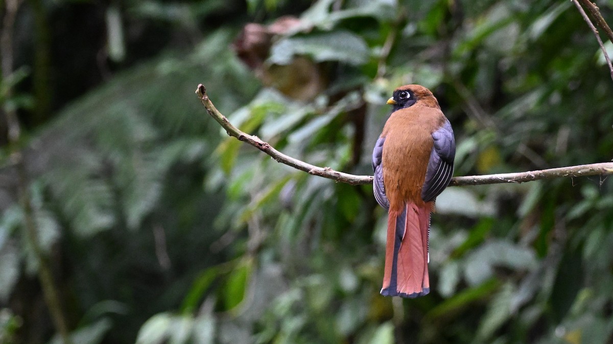 Masked Trogon - Ryan Merrill