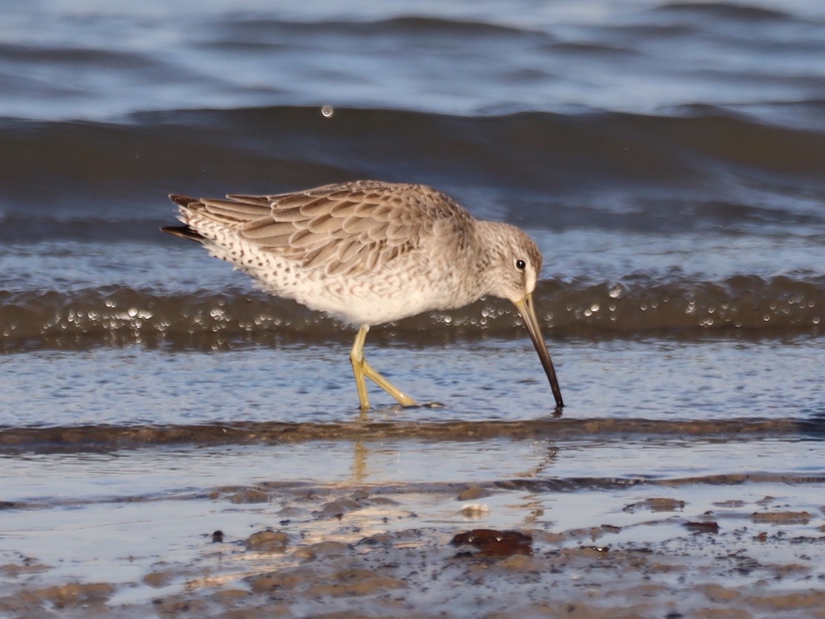 Short-billed Dowitcher - ML625635607