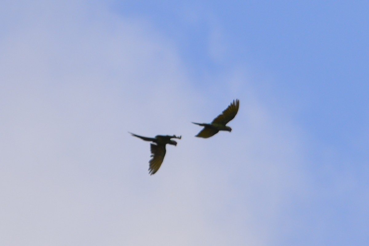 Military Macaw - ML625635628