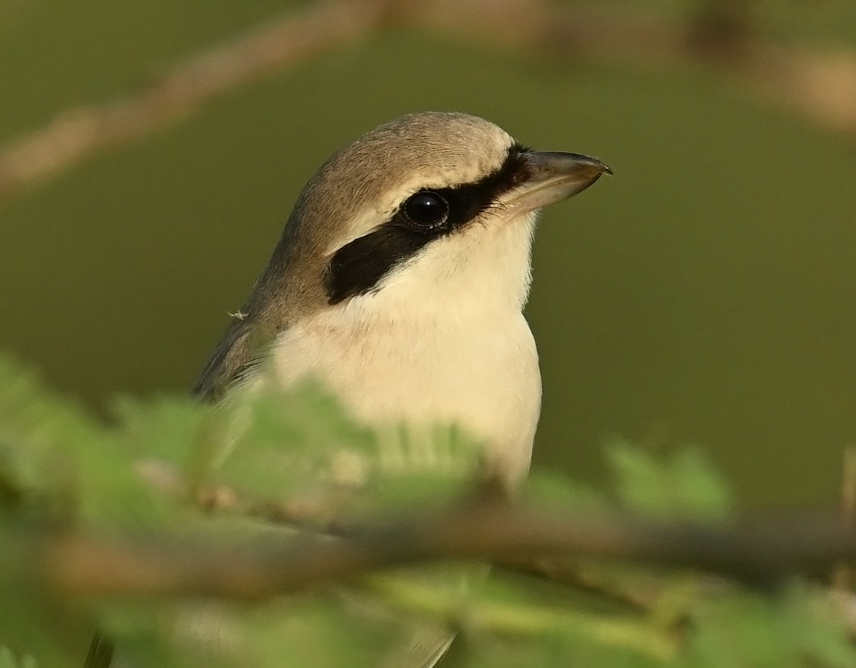 Red-tailed Shrike - jaysukh parekh Suman