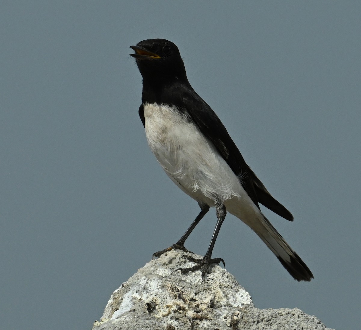 Variable Wheatear - jaysukh parekh Suman