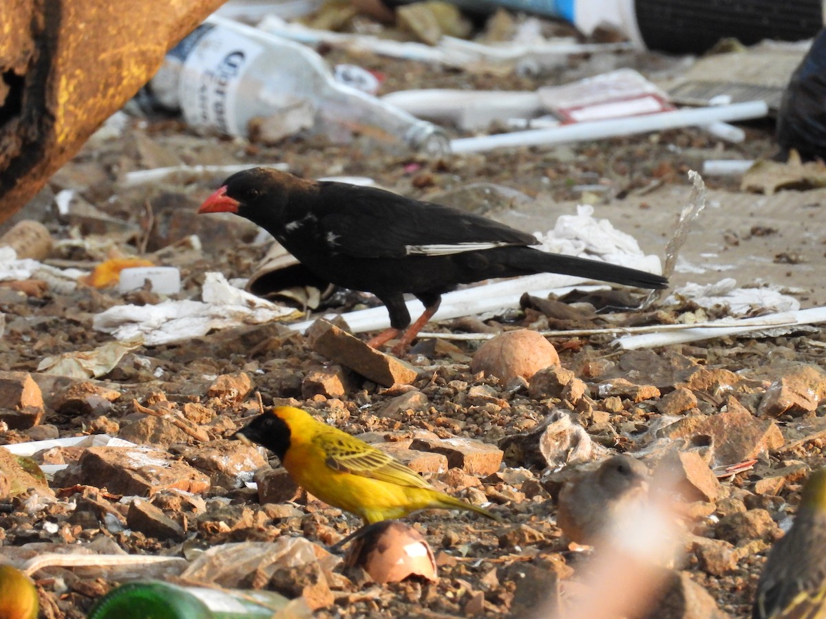Red-billed Buffalo-Weaver - ML625635859