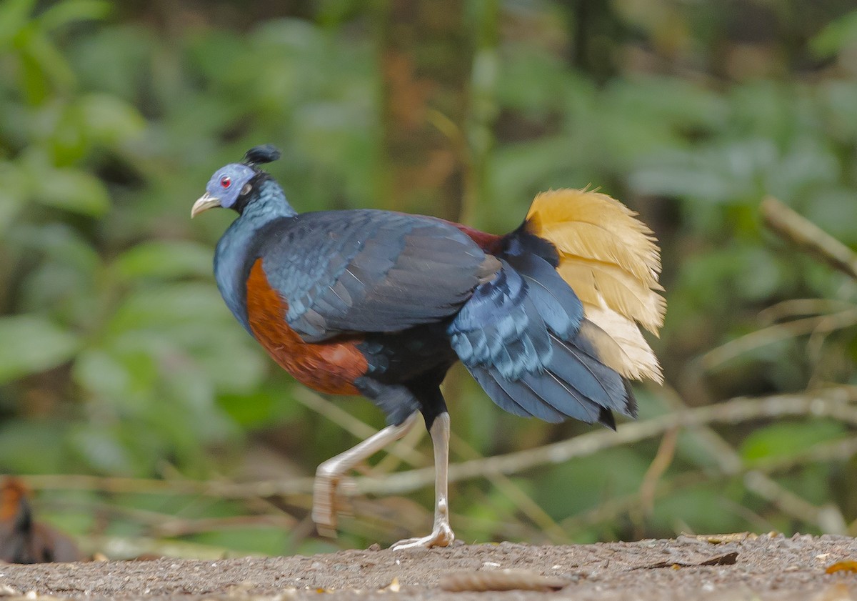 Bornean Crested Fireback - ML625635887