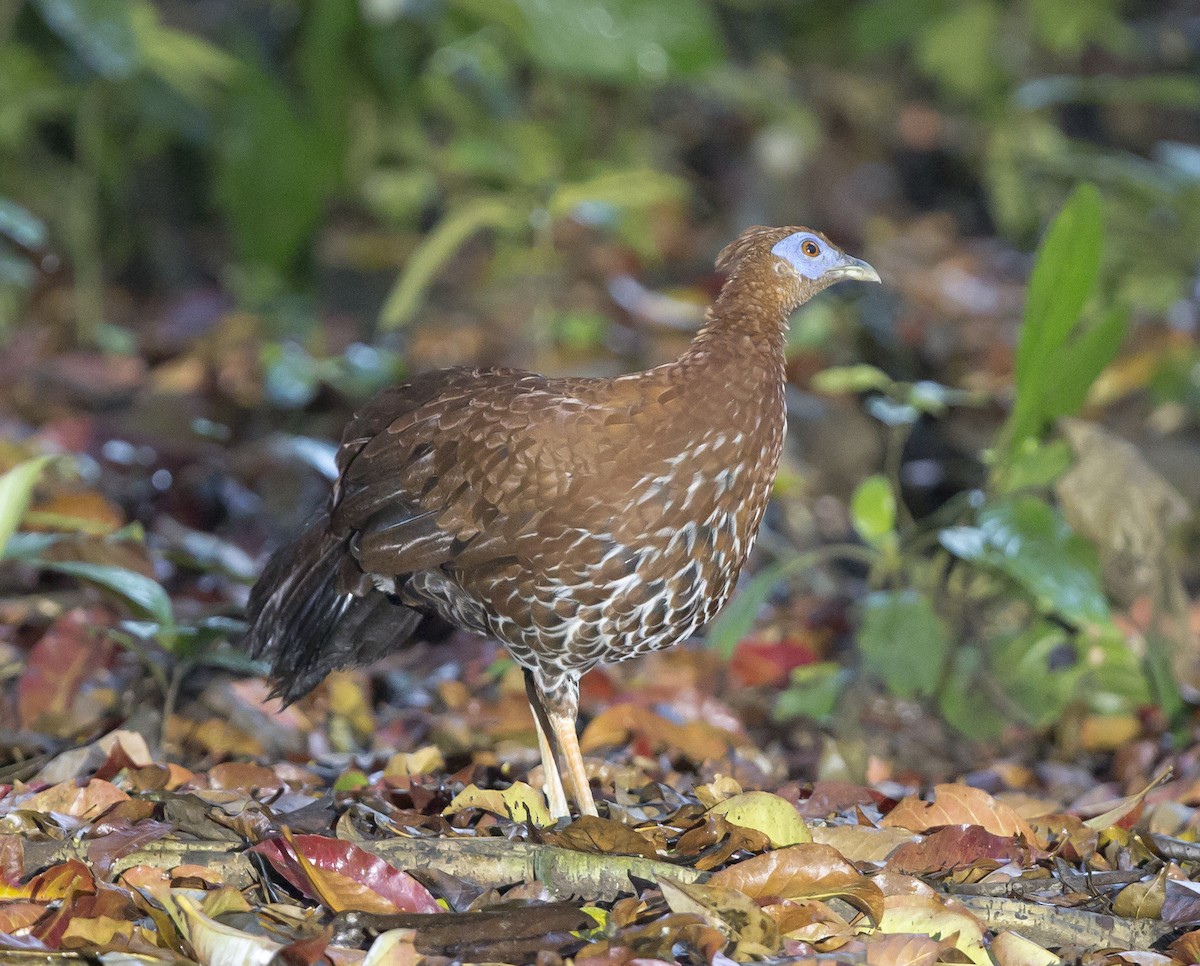 Bornean Crested Fireback - ML625635888