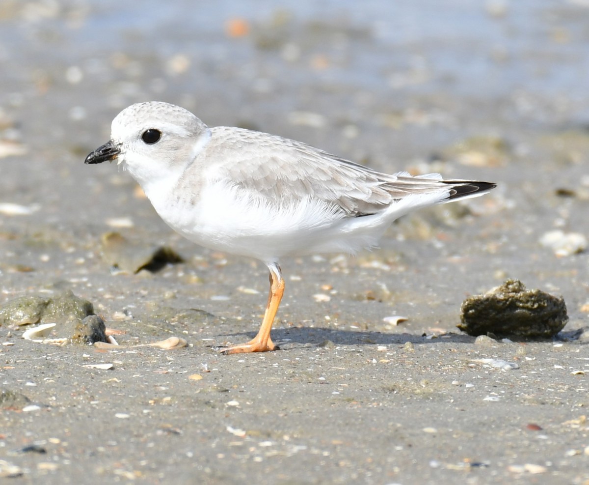 Piping Plover - ML625635904