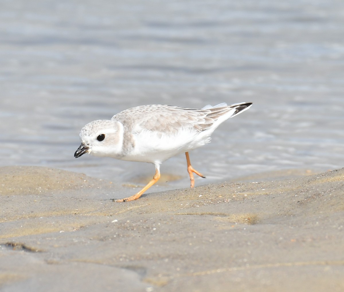 Piping Plover - ML625635916