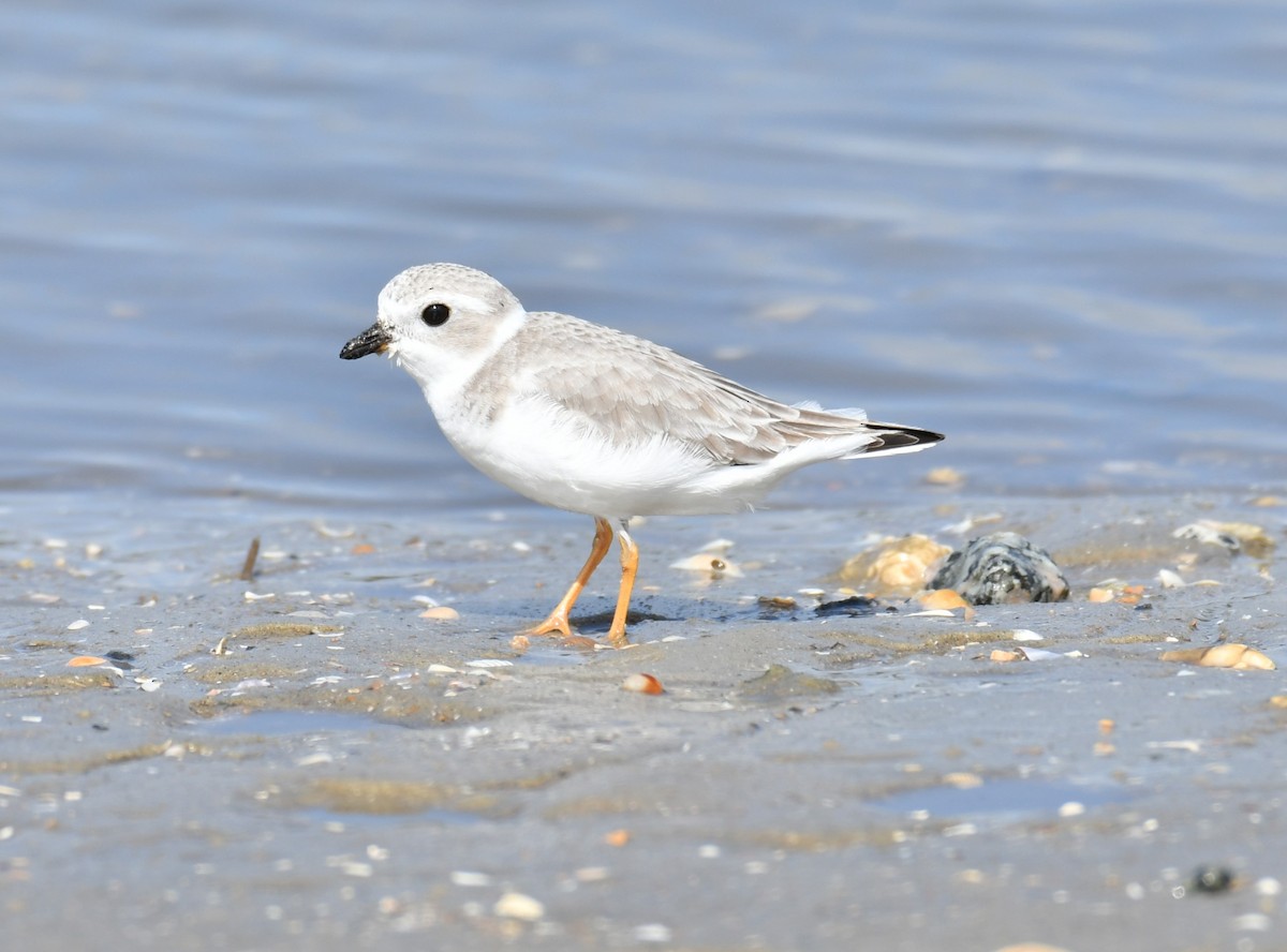 Piping Plover - ML625635917